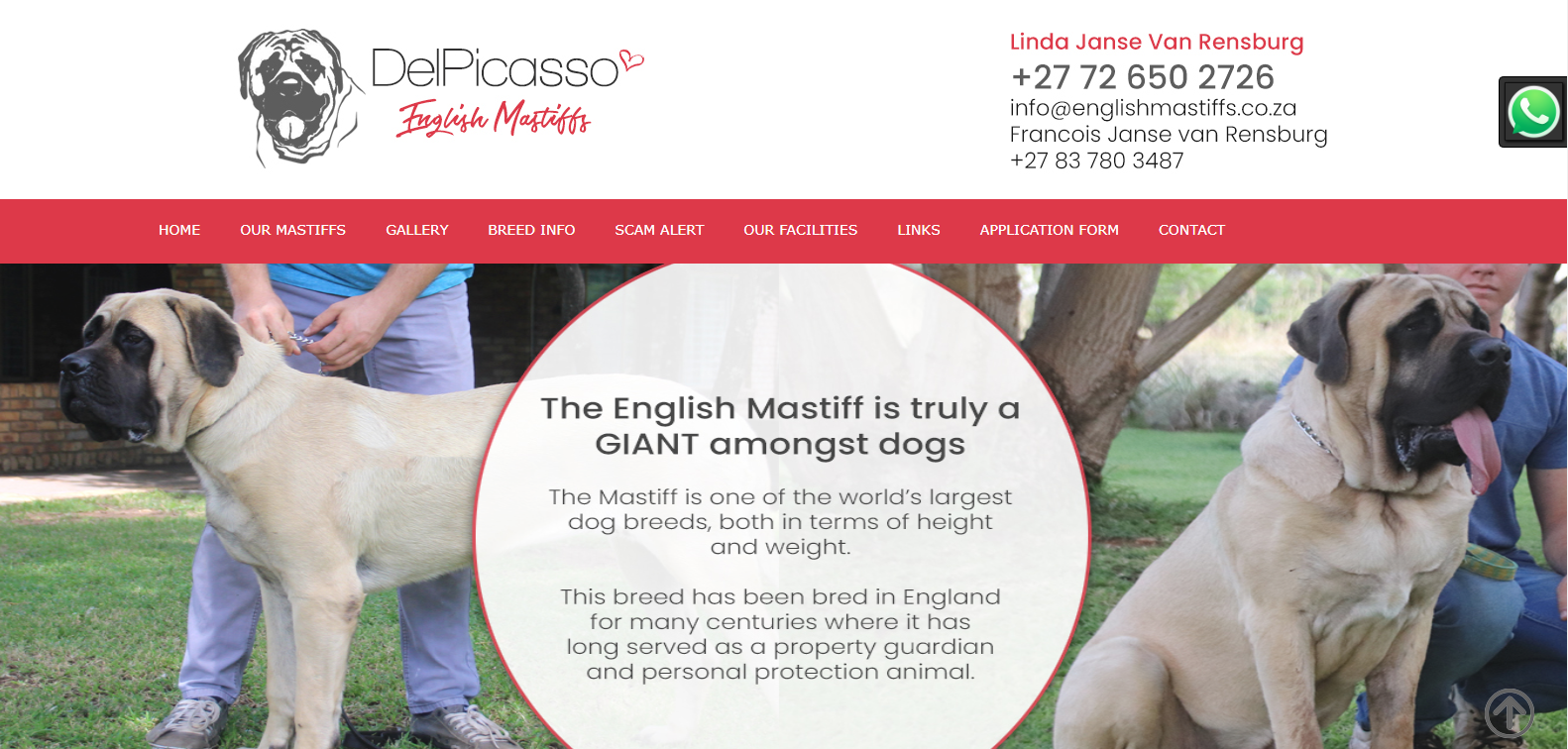 englishmastiffs.co.za